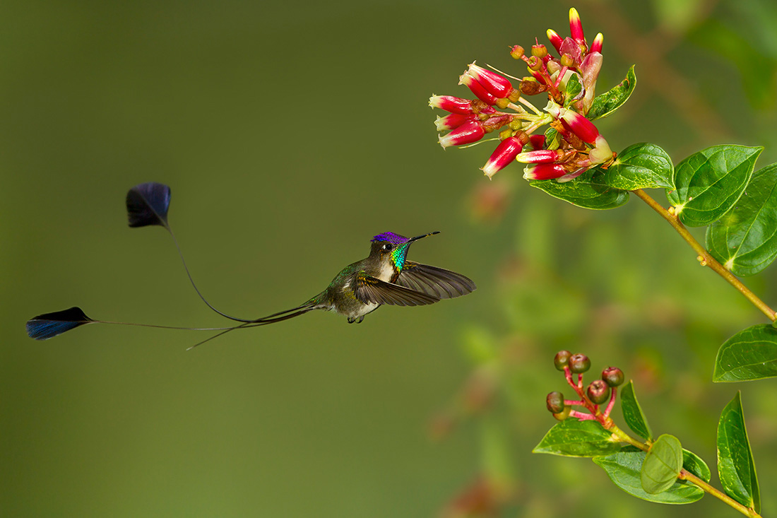 marvelous-spatuletail-01 (2)